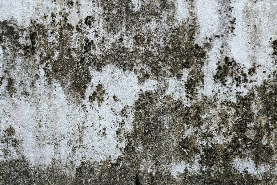 Black mould spreading across a cold external wall